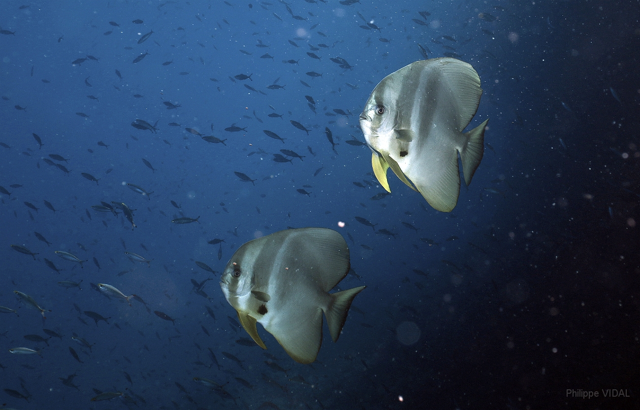 Raja Ampat 2016 - Platax Teira - Longfin Spadefish - Platax a longues nageoires - IMG_4415_rc.jpg